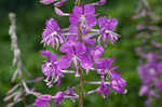 Fireweed